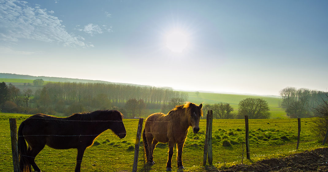 Chevaux-1