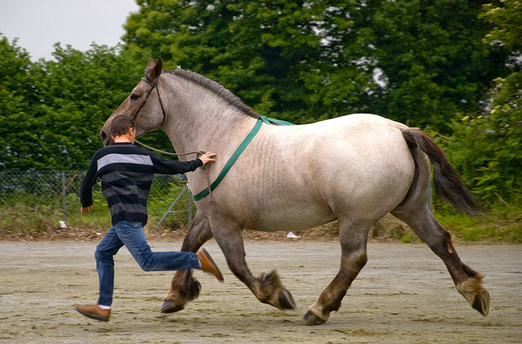 Chevaux-2