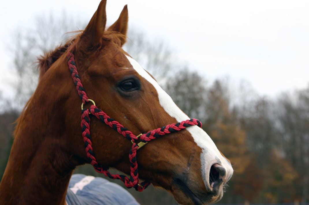 Chevaux-3