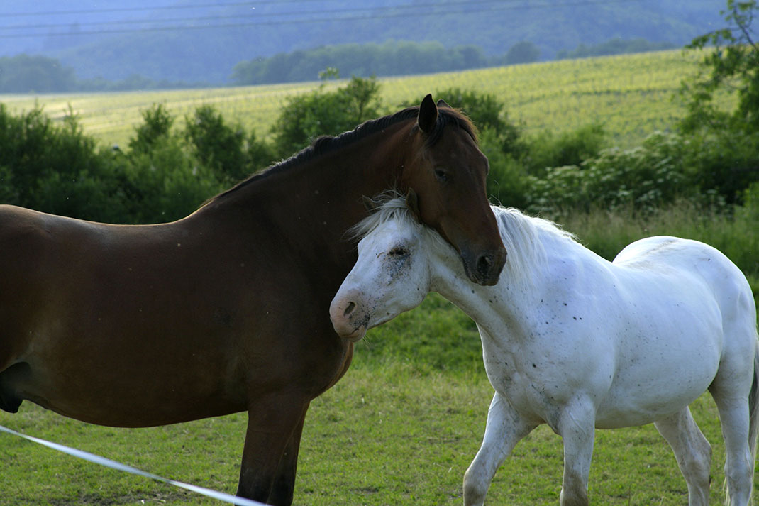 Chevaux-4