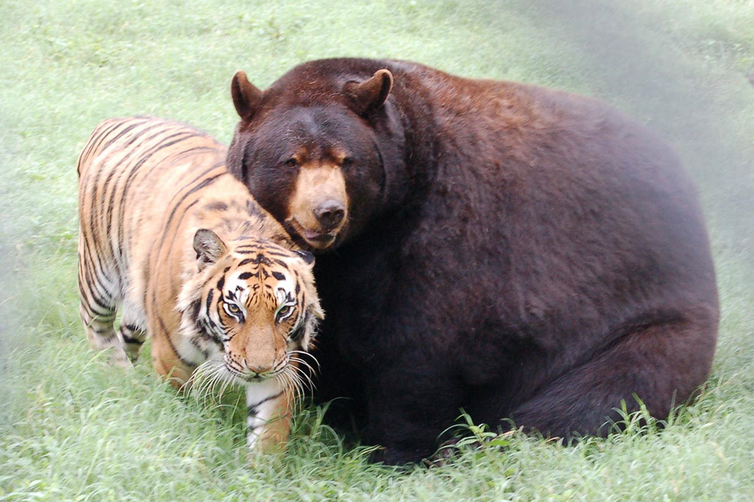 Ours-tigre-24
