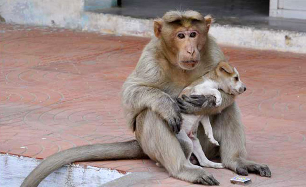 Singe-chiot-1