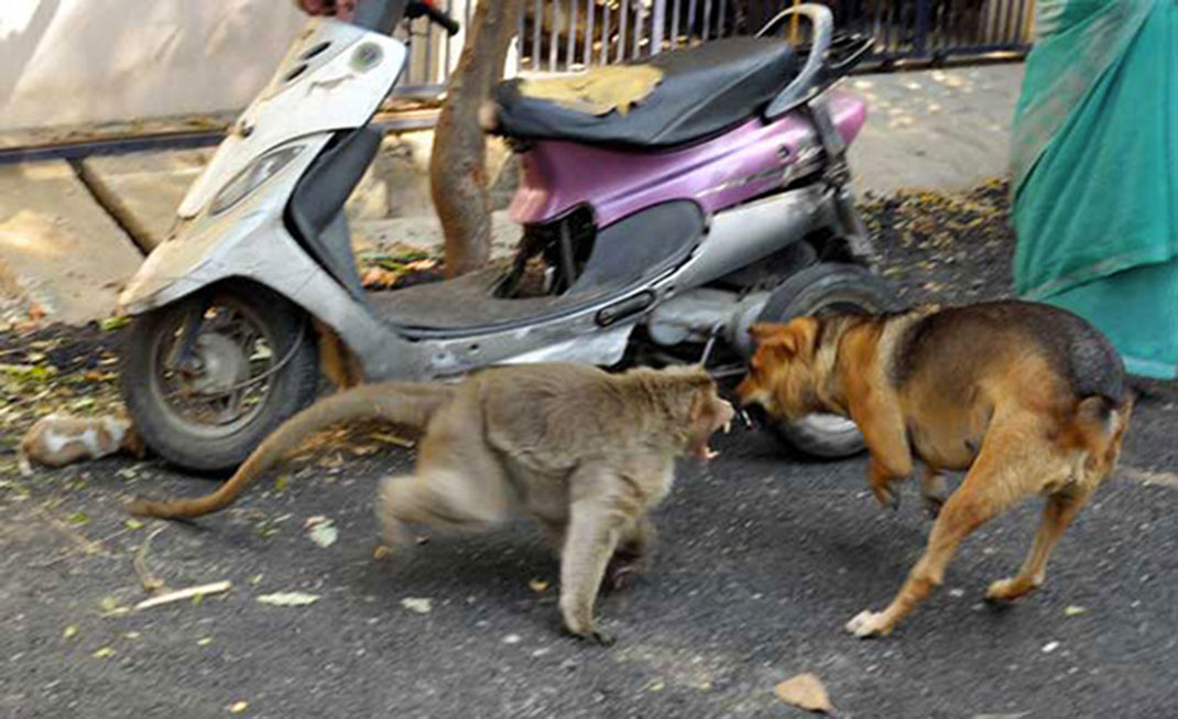 Singe-chiot-2