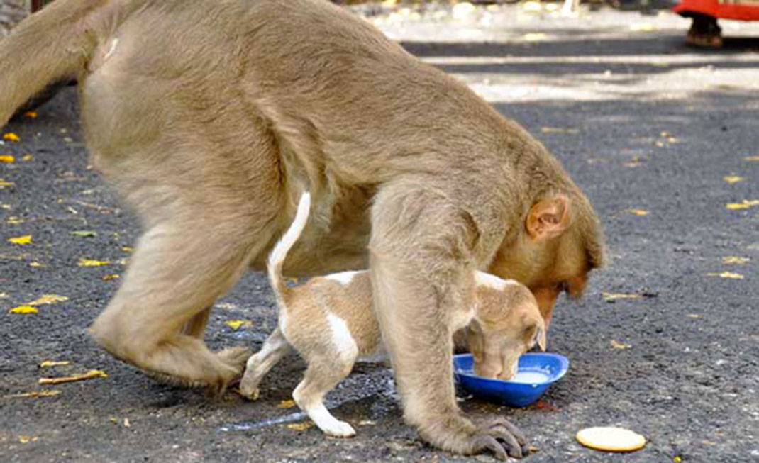 Singe-chiot-3