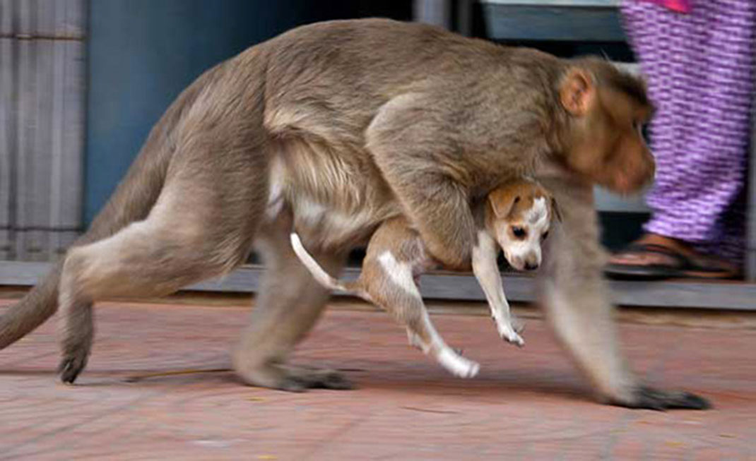 Singe-chiot-4