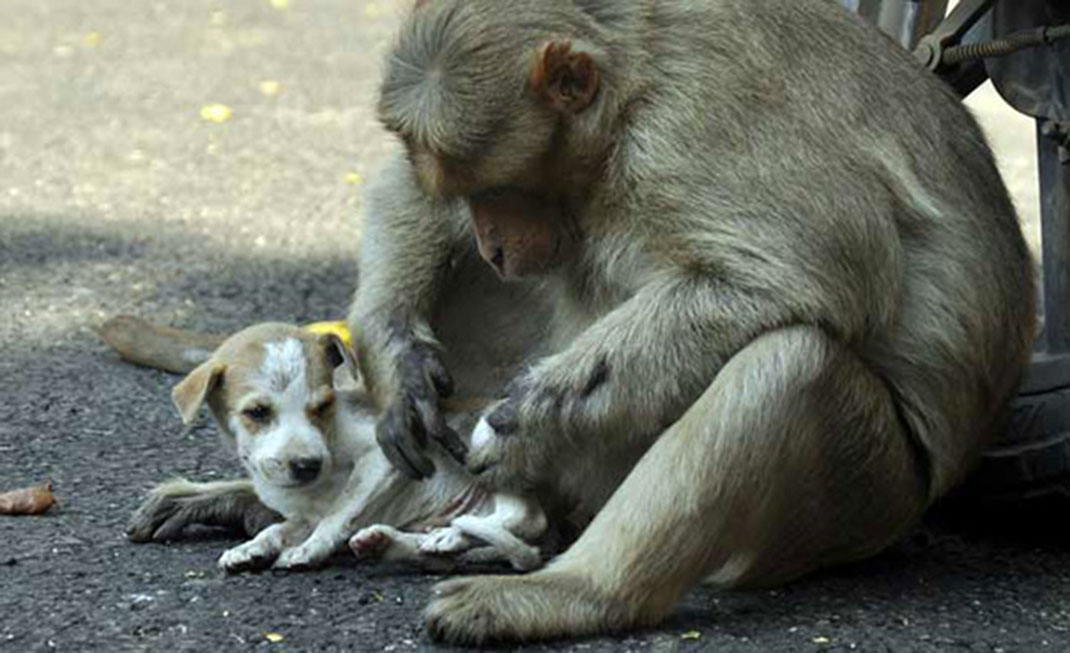 Singe-chiot-5