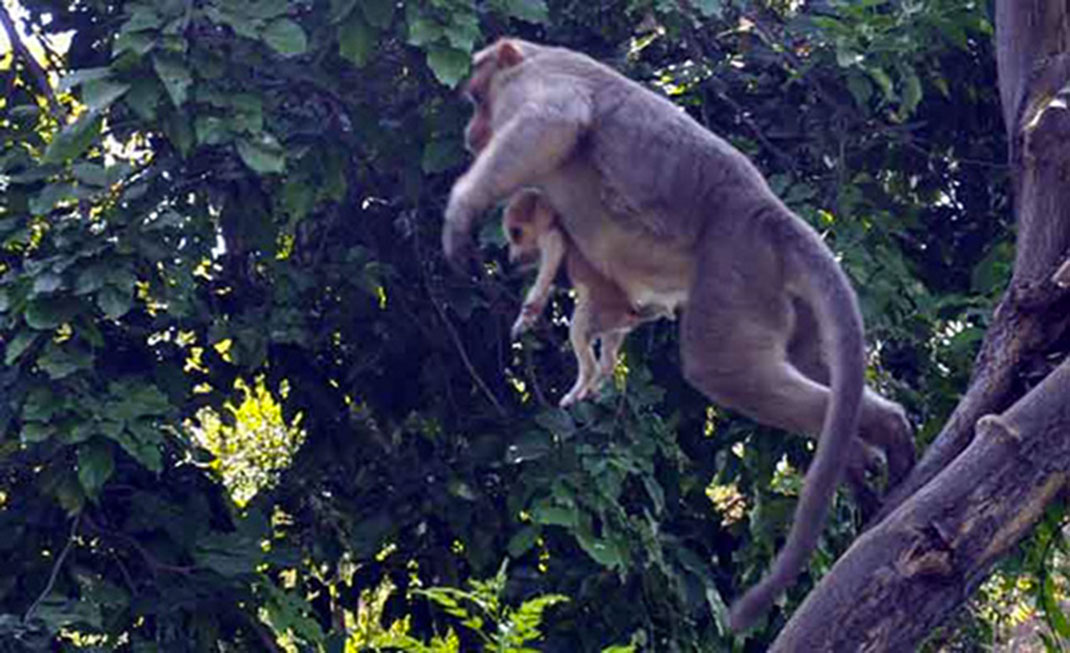 Singe-chiot-6