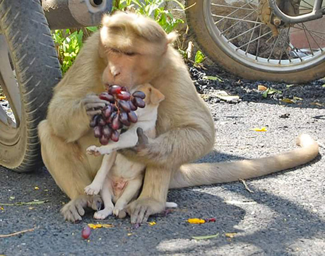 Singe-chiot-7