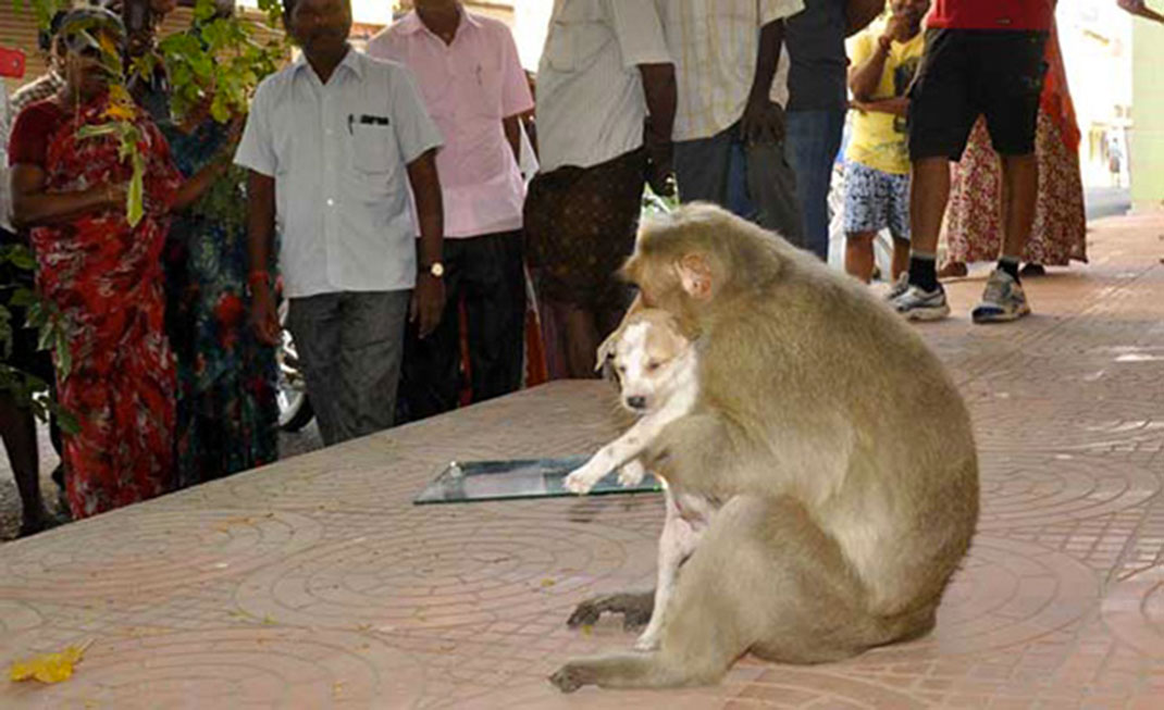 Singe-chiot-8