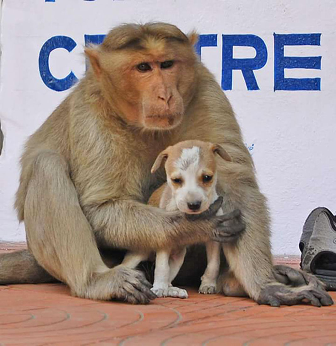 Singe-chiot-9