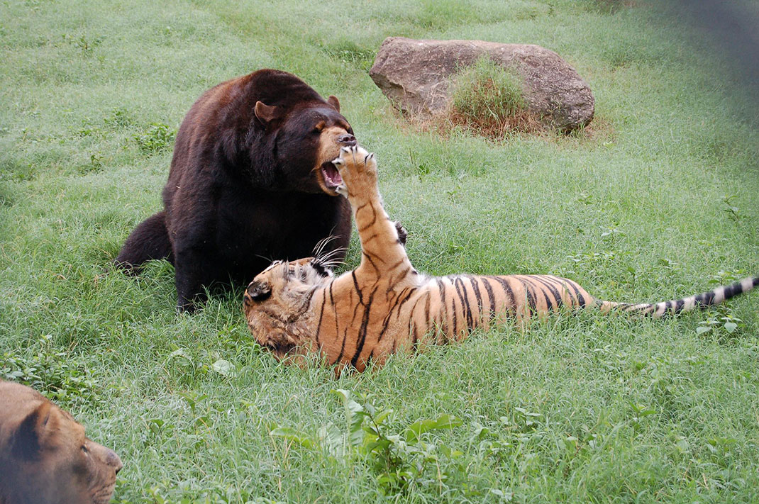 ours-tigre-25