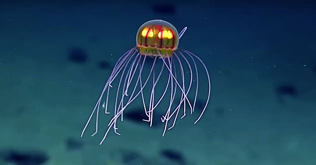 Meduse-decouverte-une-2