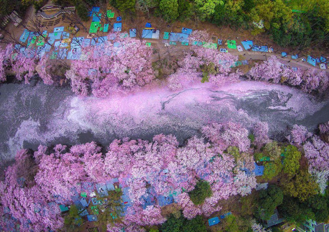 Sakura-Tokyo