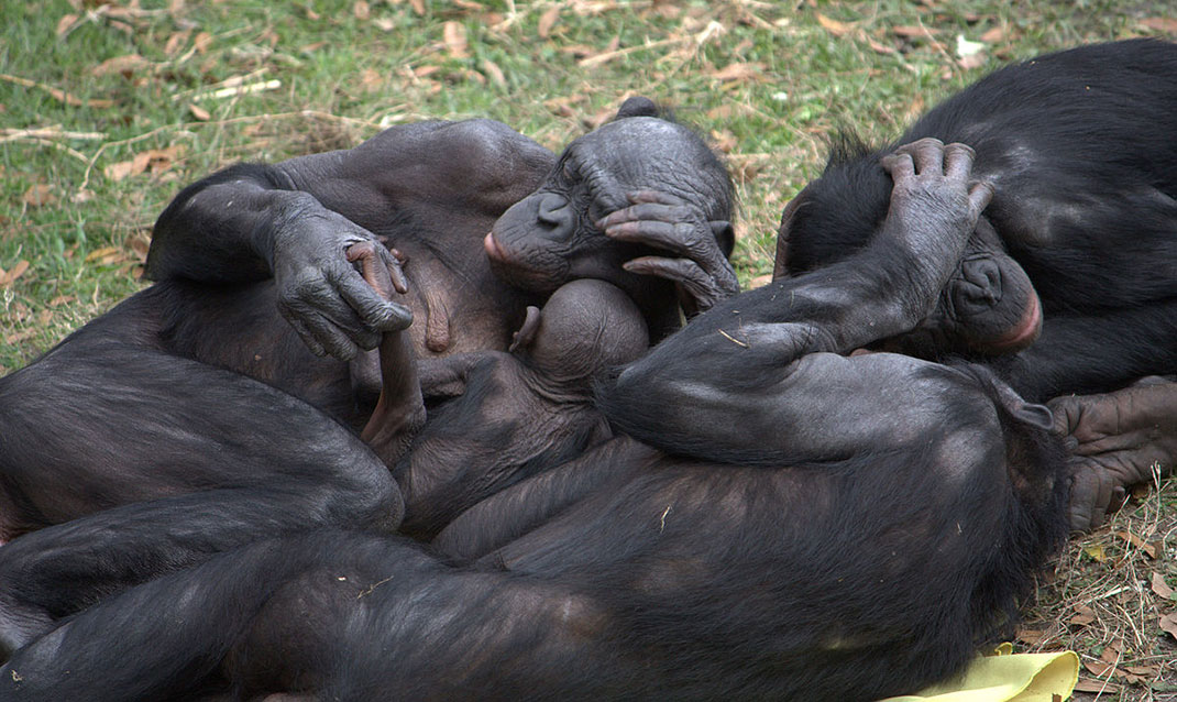 bonobos-comportement-social-2