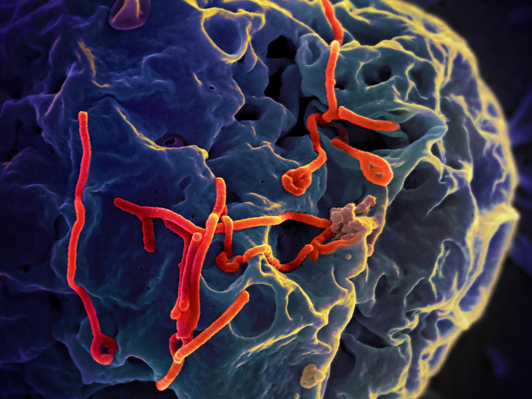 Virus Ebola