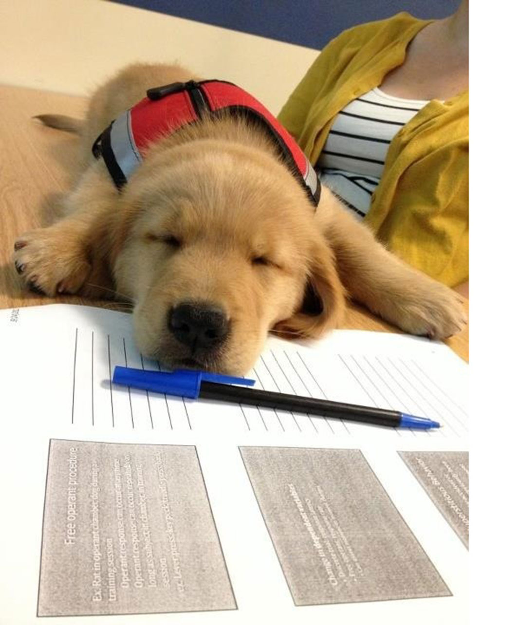 Un chien d'assistance