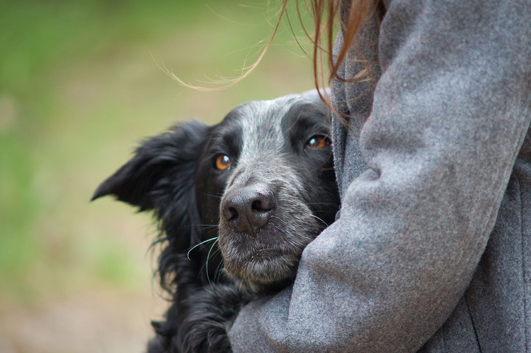 L'amitié entre un chien et son maître via Shutterstock