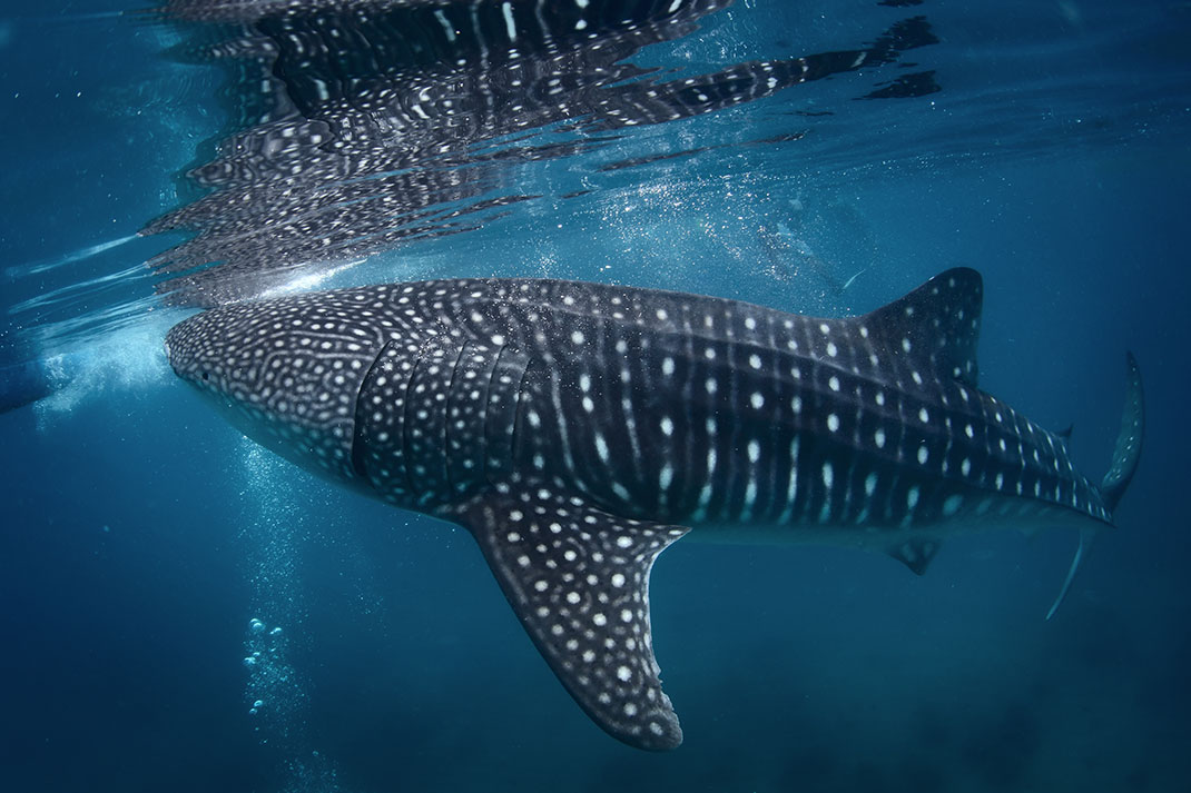 Un requin-baleine via Shutterstock