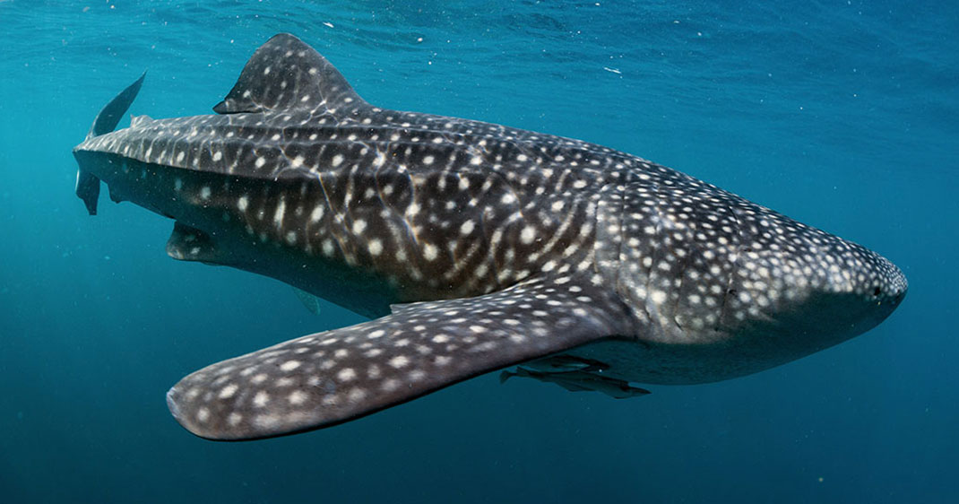 une-requin-baleine