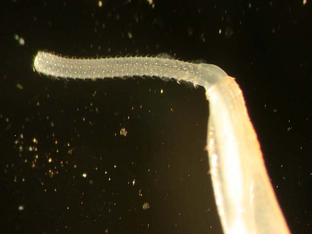 Palaeacanthocephala