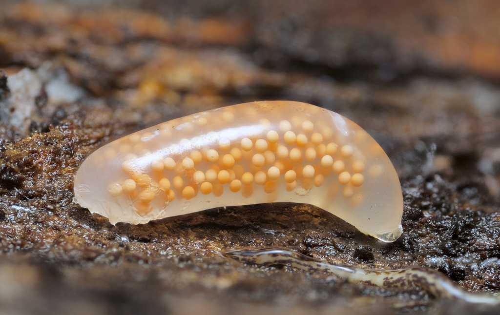 Argonemertes
