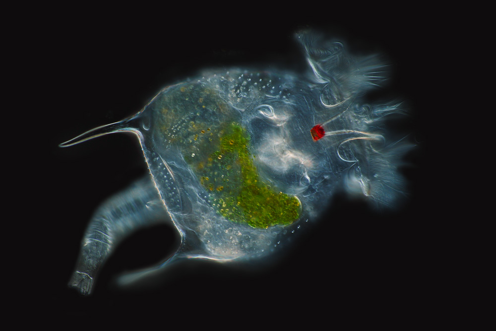 Brachionus quadridentatus