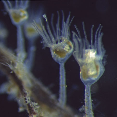 Entoprocta