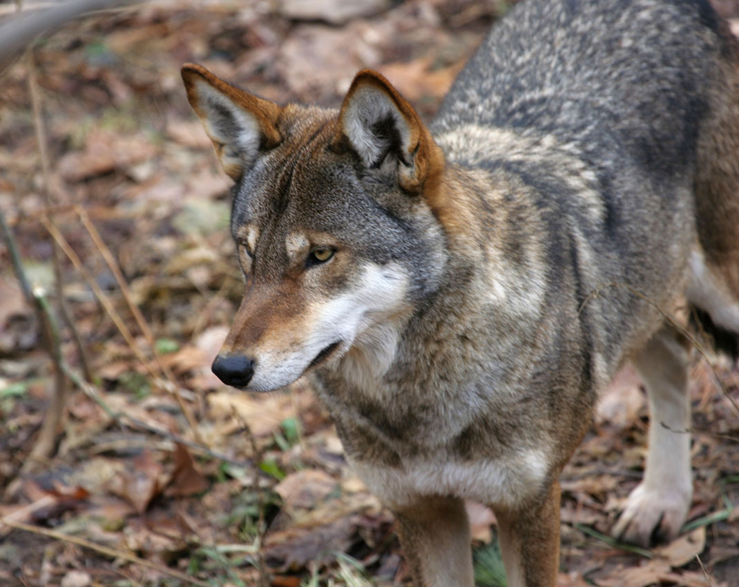 Loup-1