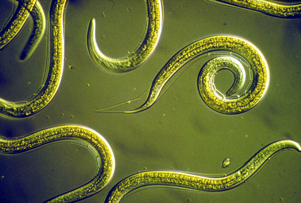 Les Nematodes