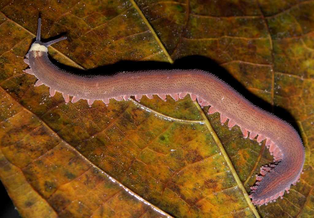 Onychophores