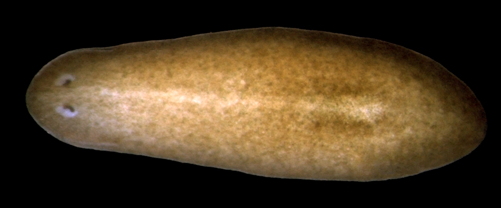 Schmidtea mediterranea