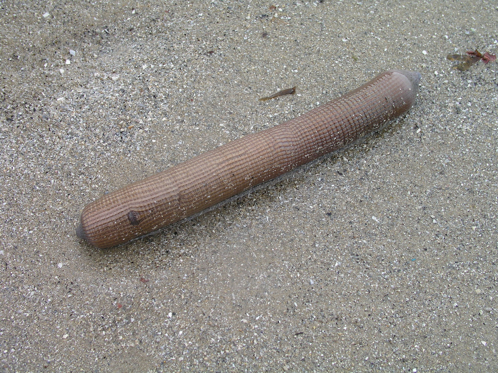 Sipunculus