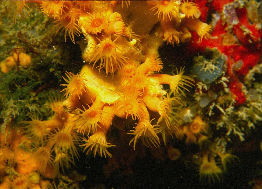 Spongiaire