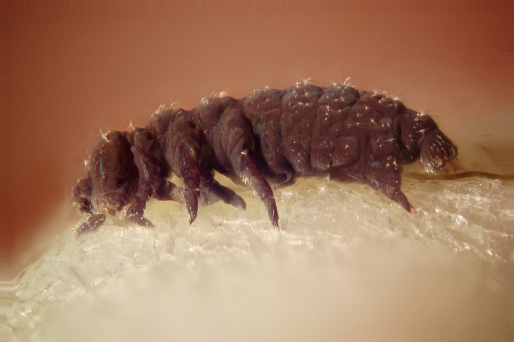 Tardigrade