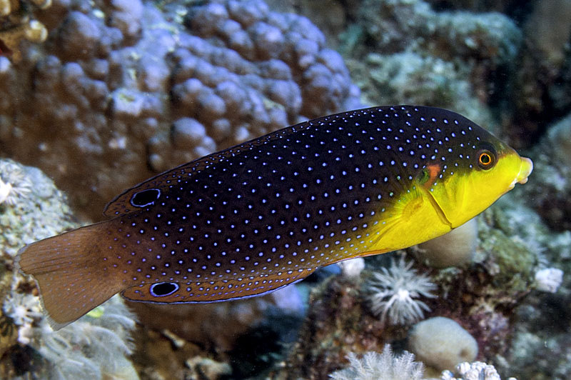 Un poisson