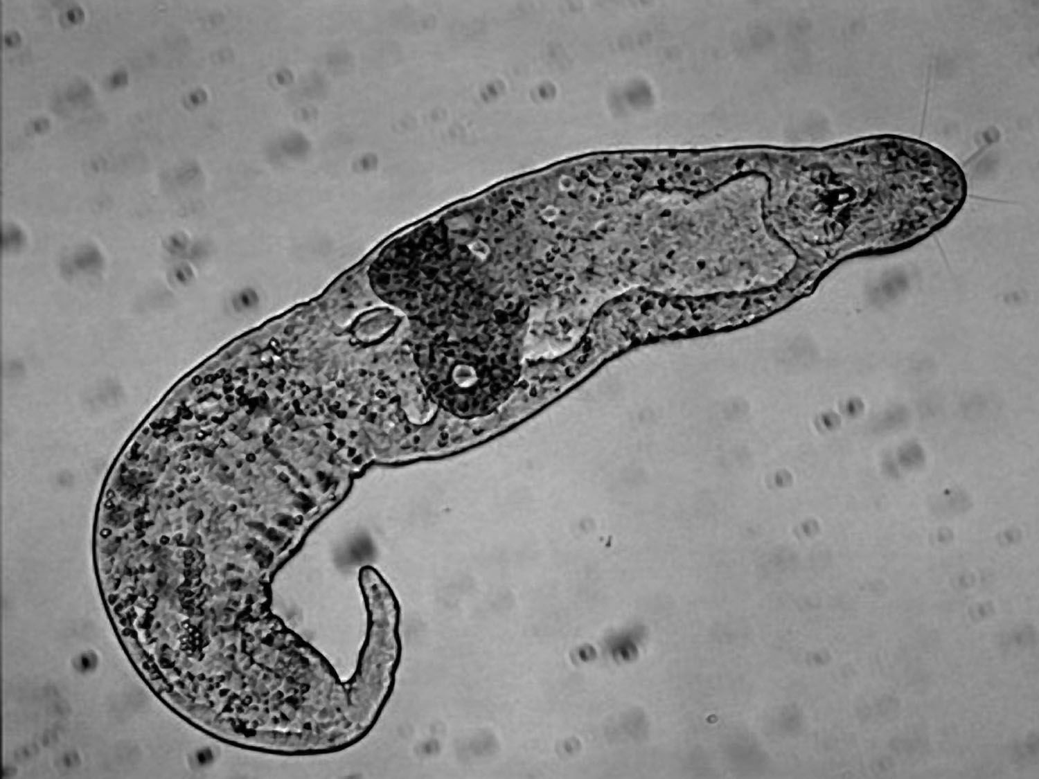 Gnathostomulida