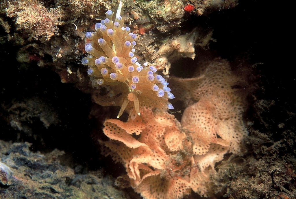 Janolus cristatus