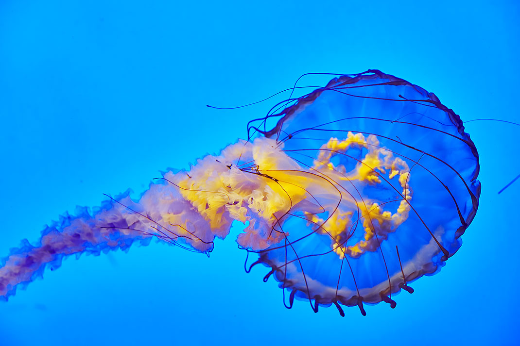 Une méduse via Shutterstock
