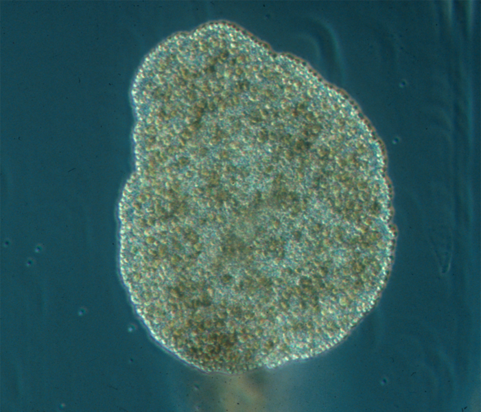 Placozoaires
