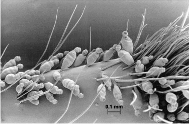Symbion