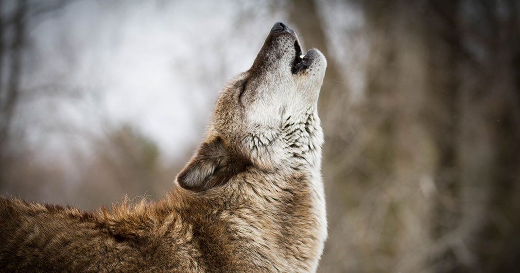 une-loup