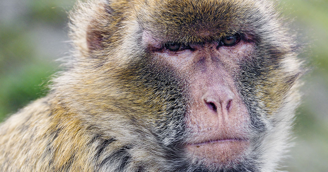 une-singe-grincheux