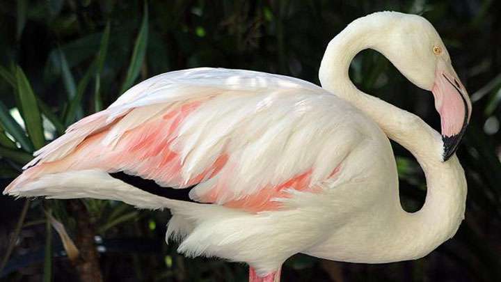 flamant-rose-mort1