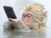 Un singe consulte ses e-mails sur son téléphone portable