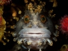 Un poisson au regard énigmatique embrasse l’objectif
