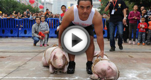 couvcochon
