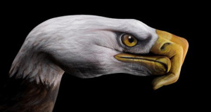aigle