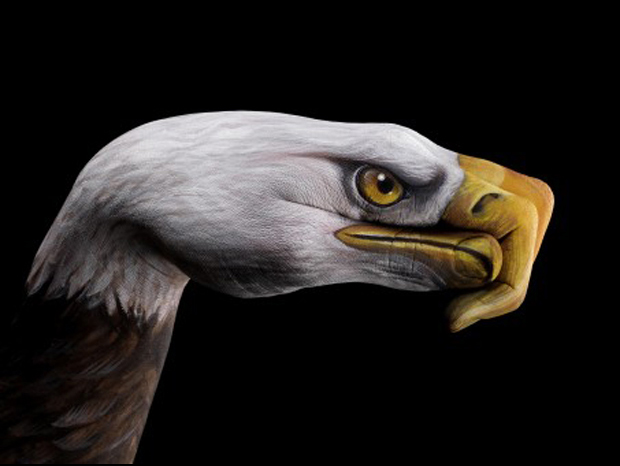 aigle