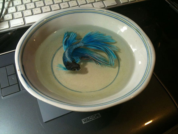 des-creatures-marines-dans-votre-assiette-grace-a-la-peinture-photorealiste-en-3d-6