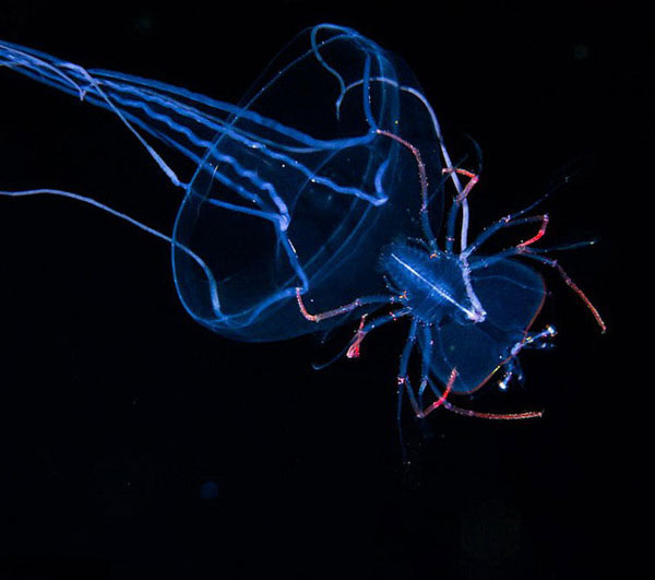 14-creatures-abyssales-sillustrent-dans-de-magnifiques-cliches10